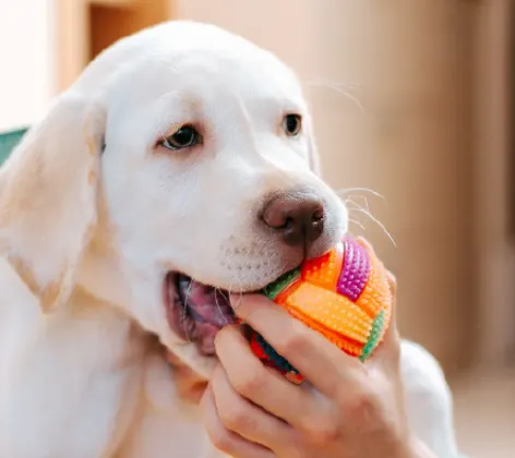 Dog playing with woman